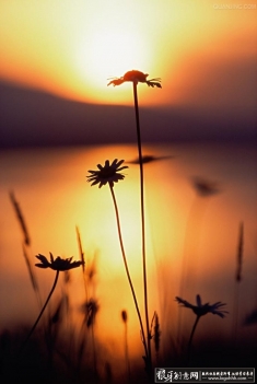 Ϧ�������廭�����Ʒ���� ��������廭 С�ջ���ӰԪ�ز廭��Ʒ «έԪ�ز廭��Ʒ