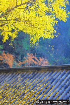 ����羰��Ӱ��Ʒ  ��ɫ����Ҷ��Ӱ��Ʒ �����ɫ����Ҷ��Ӱ��Ʒ �����������Ӱ��Ʒ